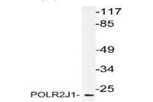 Western blot analysis of POLR2J1 in extracts from RAW264. (POLR2J anticorps)