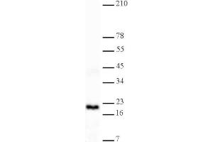 Histone H3 dimethyl Lys4 antibody tested by Western blot. (Histone 3 anticorps  (H3K4me2))