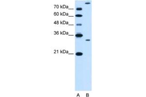 Western Blotting (WB) image for anti-Granzyme K (Granzyme 3, Tryptase II) (GZMK) antibody (ABIN2462835) (GZMK anticorps)