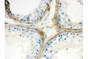 Anti- Apolipoprotein J Picoband antibody, IHC(P) IHC(P): Human Testis Tissue (Clusterin anticorps  (AA 228-449))