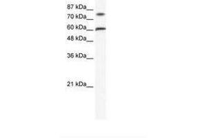 Image no. 1 for anti-Zinc Finger Protein 768 (ZNF768) (AA 80-129) antibody (ABIN202708) (ZNF768 anticorps  (AA 80-129))