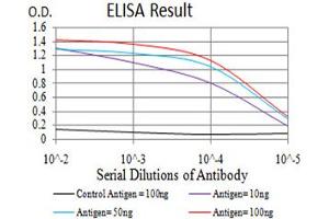 Fig. (NOS1 anticorps  (AA 17-153))