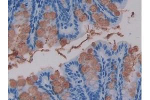 IHC-P analysis of Mouse Intestine Tissue, with DAB staining. (WNT16 anticorps  (AA 30-365))