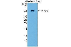 RNASE1 anticorps  (AA 26-152)