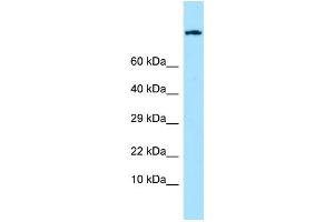 WB Suggested Anti-EMR1 Antibody Titration: 1. (F4/80 anticorps  (C-Term))