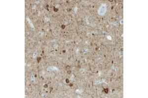 Immunohistochemical staining (Formalin-fixed paraffin-embedded sections) of human cerebral cortex with NECAB1 monoclonal antibody, clone CL0580  shows immunoreactivity in a subset of neuronal cells. (NECAB1 anticorps)