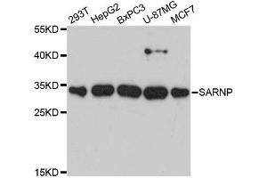 Western blot analysis of extracts of various cell lines, using SARNP antibody. (SARNP anticorps  (AA 1-210))