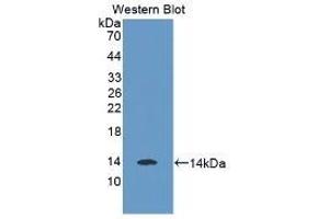 Detection of Recombinant MSTN, Human using Monoclonal Antibody to Myostatin (MSTN)