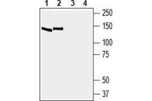 Western blot analysis of mouse brain membranes (lanes 1 and 3) and rat brain membranes (lanes 2 and 4): - 1, 2.