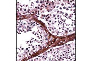 BRD1 Antibody (N-term) ((ABIN657939 and ABIN2846882))immunohistochemistry analysis in formalin fixed and paraffin embedded human testis tissue followed by peroxidase conjugation of the secondary antibody and DAB staining.