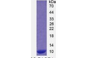 SDS-PAGE of Protein Standard from the Kit (Highly purified E.