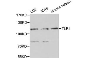 Western blot analysis of extracts of various cell lines, using TLR4 antibody (ABIN4905460) at 1:3000 dilution. (TLR4 anticorps)