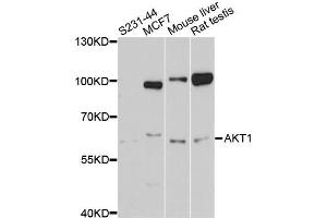 Western blot analysis of extracts of various cell lines, using AKT1 antibody (ABIN5997218) at 1/1000 dilution. (AKT1 anticorps)