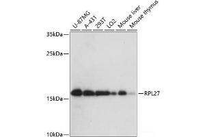 Western blot analysis of extracts of various cell lines using RPL27 Polyclonal Antibody at dilution of 1:3000. (RPL27 anticorps)