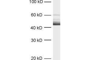Western Blotting (WB) image for anti-tau Protein (AA 3-214) antibody (ABIN1742567) (tau anticorps  (AA 3-214))