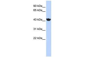 ADH4 antibody used at 1 ug/ml to detect target protein. (ADH4 anticorps)