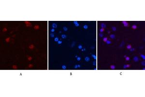 Immunofluorescence analysis of rat brain tissue. (Peroxiredoxin 1 anticorps)