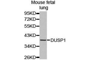 Western Blotting (WB) image for anti-Dual Specificity Phosphatase 1 (DUSP1) antibody (ABIN1872372) (DUSP1 anticorps)