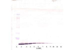 Image no. 3 for anti-Chemokine (C-C Motif) Ligand 19 (CCL19) antibody (ABIN465453) (CCL19 anticorps)