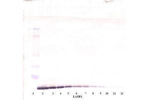 Image no. 3 for anti-Chemokine (C-C Motif) Ligand 19 (CCL19) antibody (ABIN465454) (CCL19 anticorps)