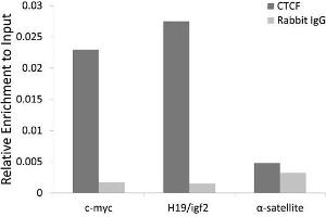 Chromatin immunoprecipitation analysis extracts of HCT116 cell line, using CTCF rabbit polyclonal antibody and rabbit IgG.