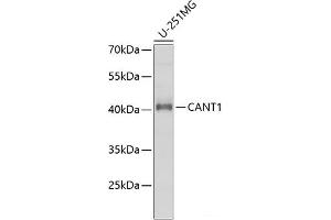 Western blot analysis of extracts of U-251MG cells using CANT1 Polyclonal Antibody at dilution of 1:1000.