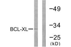 Western blot analysis of extracts from 293 cells, treated with UV 30', using BCL-XL (Ab-47) Antibody.