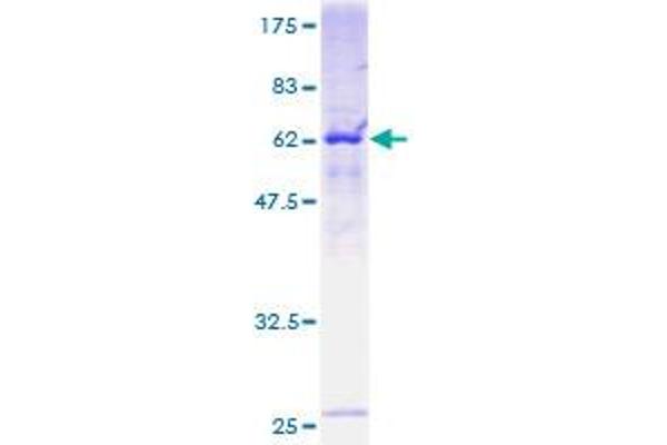 RFC5 Protein (AA 1-340) (GST tag)