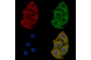 Annexin A2 Mouse Monoclonal Antibody staining Hela cells by IF/ICC. (Annexin A2 anticorps  (Internal Region))