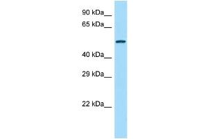 Host: Rabbit Target Name: Agpat9 Sample Type: Rat Spleen lysates Antibody Dilution: 1. (AGPAT9 anticorps  (Middle Region))