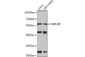 Western blot analysis of extracts of various cell lines, using TERF2IP Rabbit pAb  at 1:1000 dilution. (RAP1 anticorps  (AA 1-280))