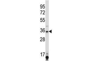 SIRT6 antibody western blot analysis in K562 lysate.