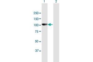 Western Blot analysis of ARHGAP12 expression in transfected 293T cell line by ARHGAP12 MaxPab polyclonal antibody.