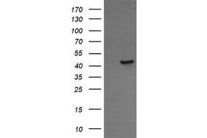 Image no. 1 for anti-Calreticulin 3 (CALR3) antibody (ABIN1497080) (Calreticulin 3 anticorps)