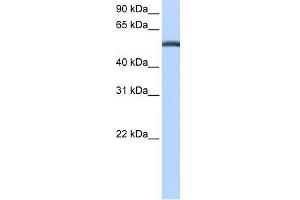 Beta Lactamase antibody used at 0. (LACTB anticorps  (C-Term))