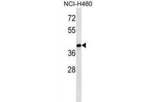 Western Blotting (WB) image for anti-Melanoma Antigen Family B, 10 (MAGEB10) antibody (ABIN2998596) (MAGEB10 anticorps)