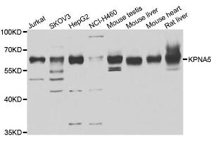 Western blot analysis of extracts of various cell lines, using KPNA5 antibody. (KPNA5 anticorps)