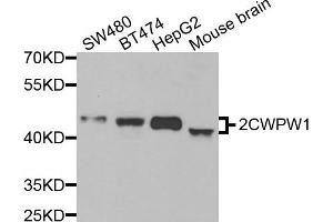 Western blot analysis of extracts of various cell lines, using ZCWPW1 antibody. (ZCWPW1 anticorps)