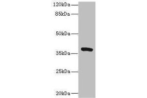 Western blot All lanes: TMEM64 antibody at 8 μg/mL + Mouse brain tissue Secondary Goat polyclonal to rabbit IgG at 1/10000 dilution Predicted band size: 40, 13, 15, 34 kDa Observed band size: 40 kDa (TMEM64 anticorps  (AA 40-118))