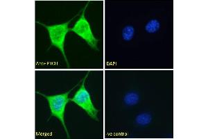 ABIN185521 Immunofluorescence analysis of paraformaldehyde fixed NIH3T3 cells, permeabilized with 0. (Patched 1 anticorps  (C-Term))