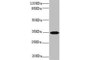 Western blot All lanes: PLSCR1 antibody at 2. (PLSCR1 anticorps  (AA 1-318))