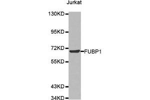 Western Blotting (WB) image for anti-Far Upstream Element (FUSE) Binding Protein 1 (FUBP1) antibody (ABIN1876790) (FUBP1 anticorps)