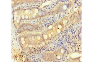 Immunohistochemistry of paraffin-embedded human small intestine tissue using ABIN7166174 at dilution of 1:100 (TESPA1 anticorps  (AA 251-521))