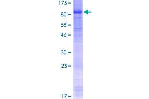 Image no. 1 for Protein Kinase, AMP-Activated, gamma 3 Non-Catalytic Subunit (PRKAG3) (AA 1-489) protein (GST tag) (ABIN1316239)