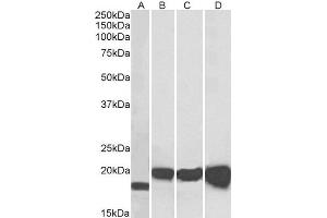 Western Blotting (WB) image for Superoxide Dismutase 1, Soluble (SOD1) peptide (ABIN369923) (Superoxide Dismutase 1, Soluble (SOD1) Peptide)