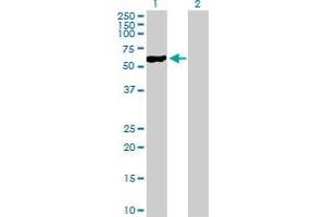 Western Blot analysis of NFIC expression in transfected 293T cell line by NFIC MaxPab polyclonal antibody. (NFIC anticorps  (AA 1-428))
