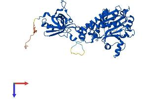 AlphaFold protein structure predicition of Mouse Recombinant Dars1 Protein, UniprotID Q922B2