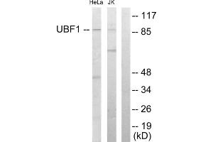 Western blot analysis of extracts from HeLa cells and Jurkat cells, using UBF1 antibody. (UBTF anticorps  (Internal Region))