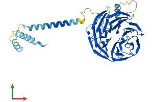 AlphaFold protein structure predicition of Human Recombinant PAFAH1B1 Protein, UniprotID P43034