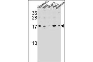 S100Z Antibody (N-term) (ABIN654583 and ABIN2844285) western blot analysis in MDA-M,K562,SK-BR-3,HepG2 cell line and mouse stomach tissue lysates (35 μg/lane). (S100Z anticorps  (N-Term))